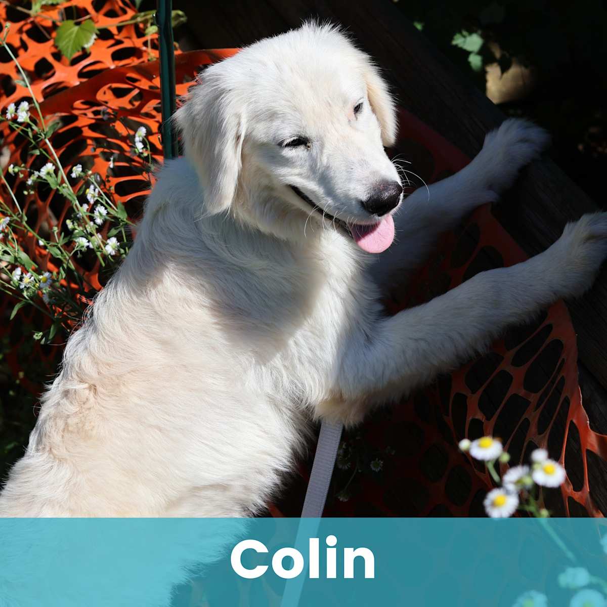 COLIN - Mixed Breed (Large) available for adoption