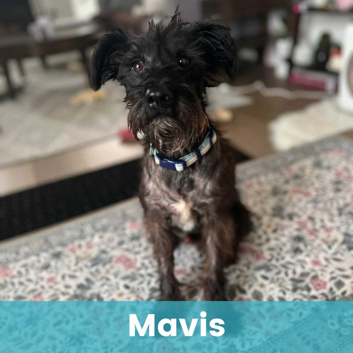 MAVIS - Mixed Breed (Small) available for adoption