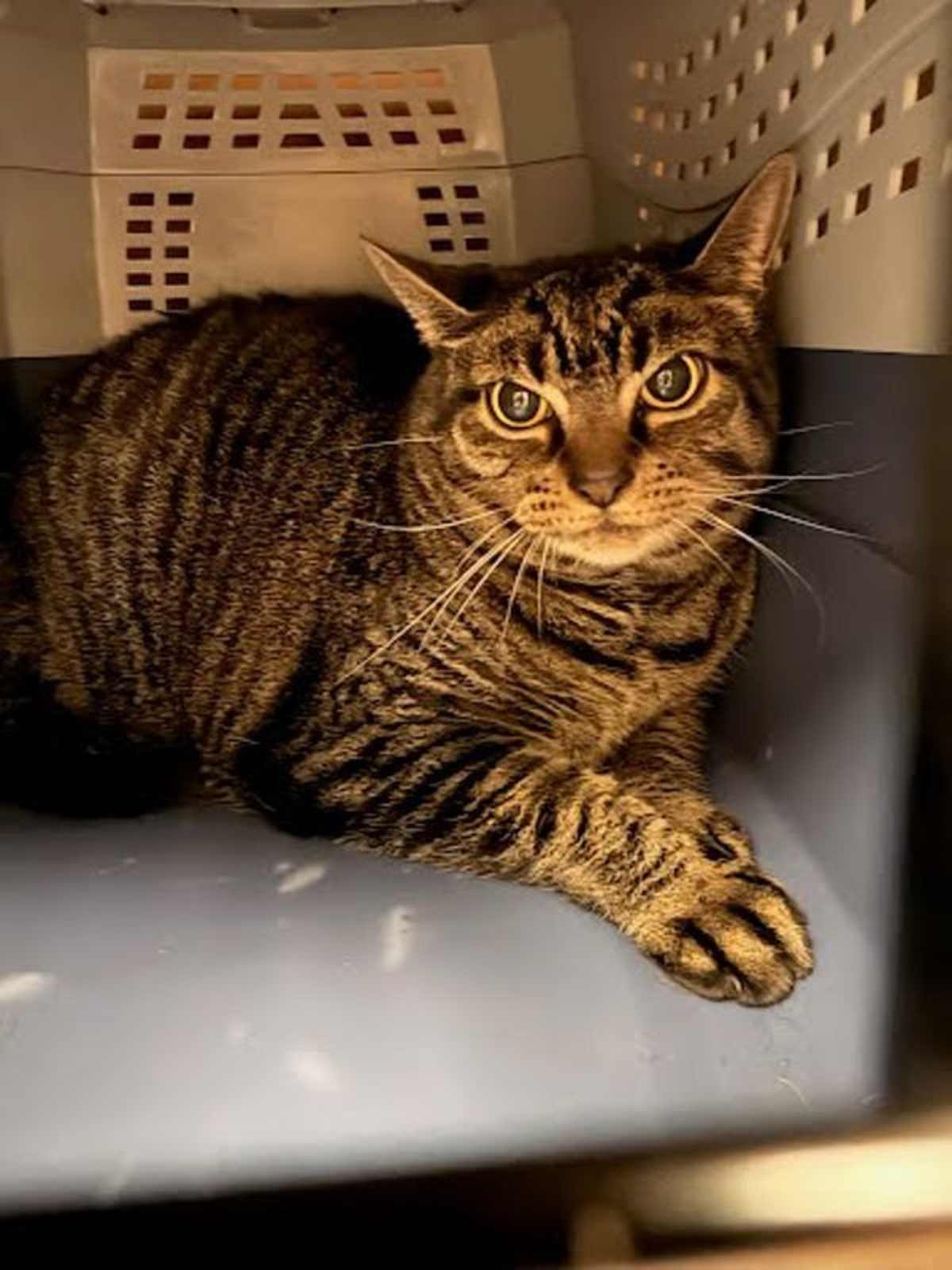 ZOEY - Domestic Shorthair available for adoption