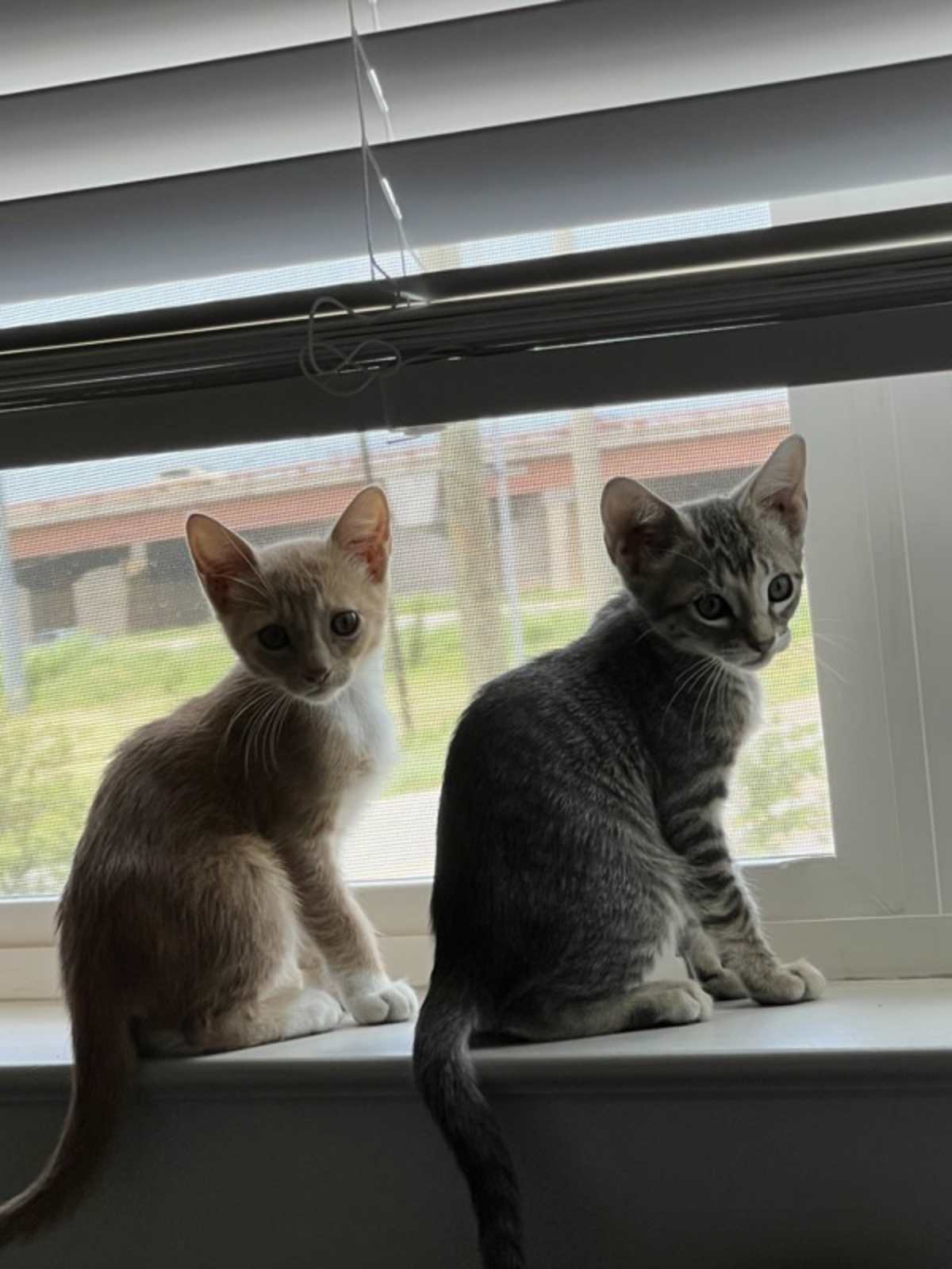 UNNAMED - Domestic Shorthair available for adoption