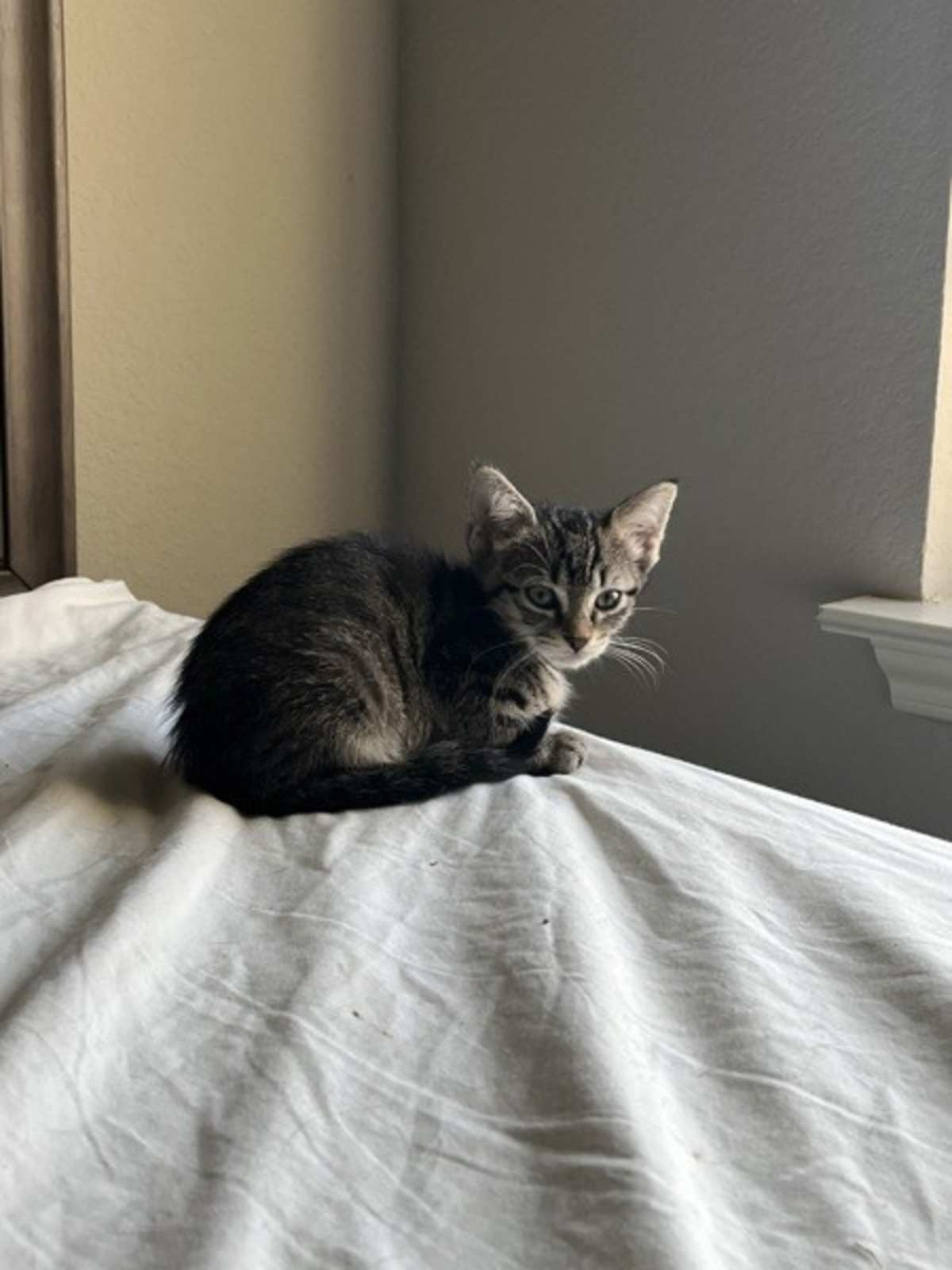 ATHENA - Domestic Shorthair available for adoption