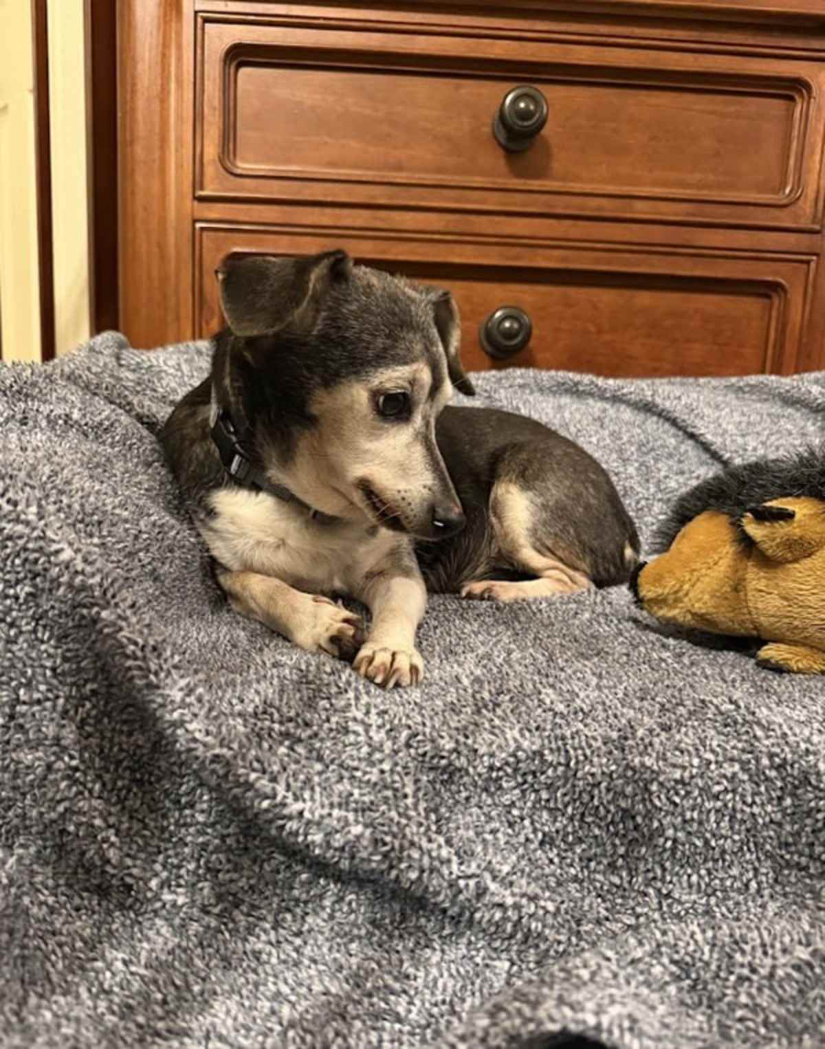 MABEL - Dachshund available for adoption