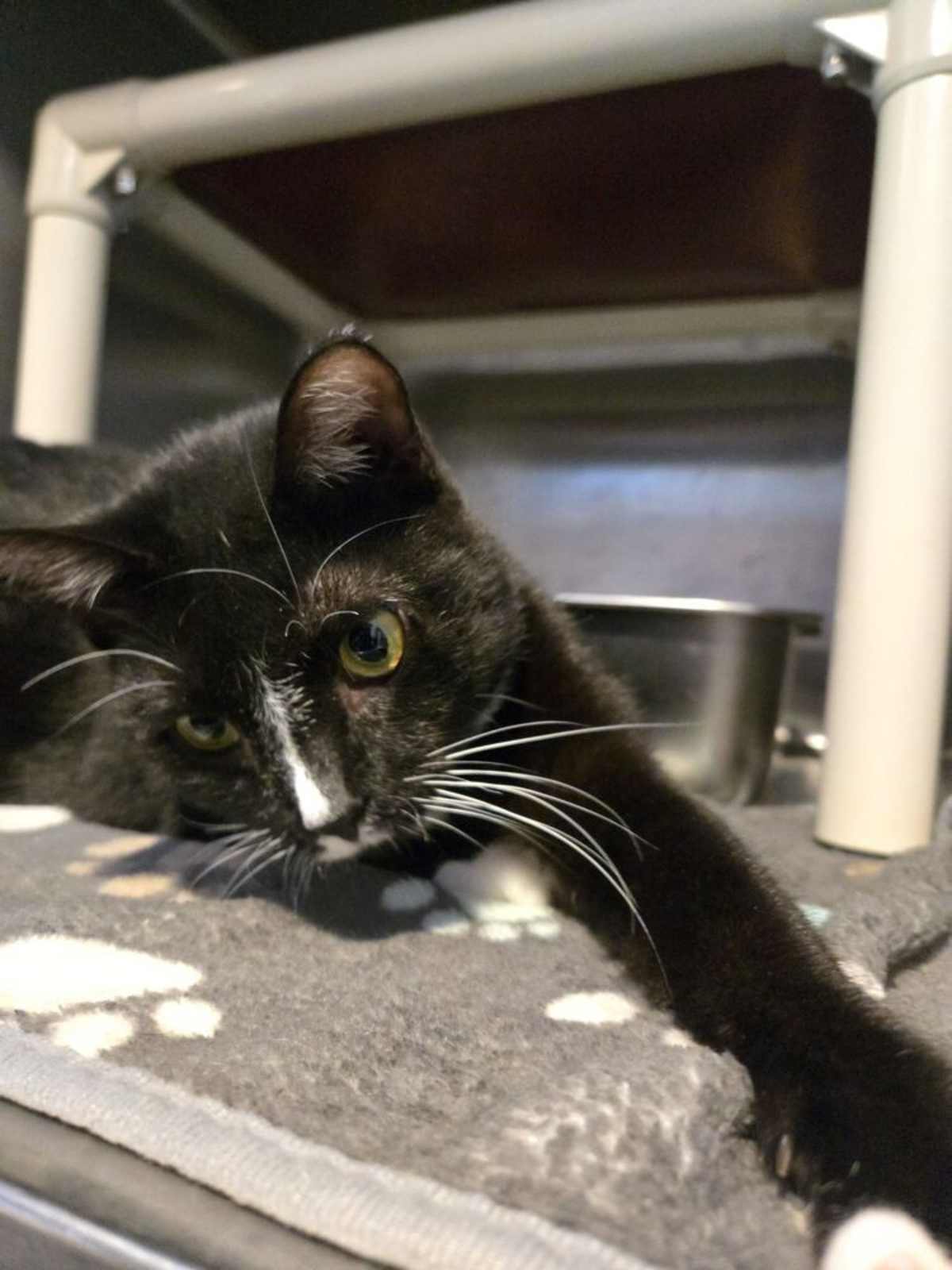 CHOLULA - Domestic Shorthair available for adoption