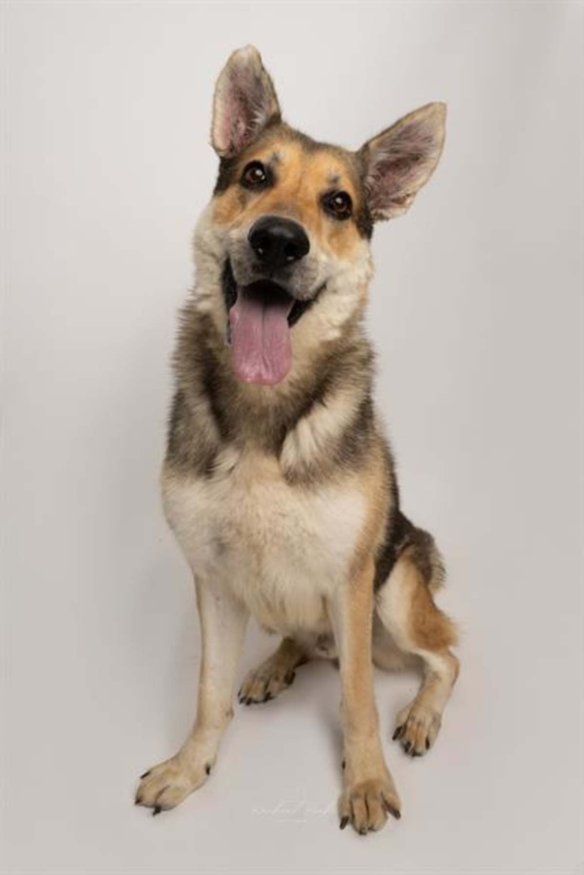PEDRO - German Shepherd Dog available for adoption