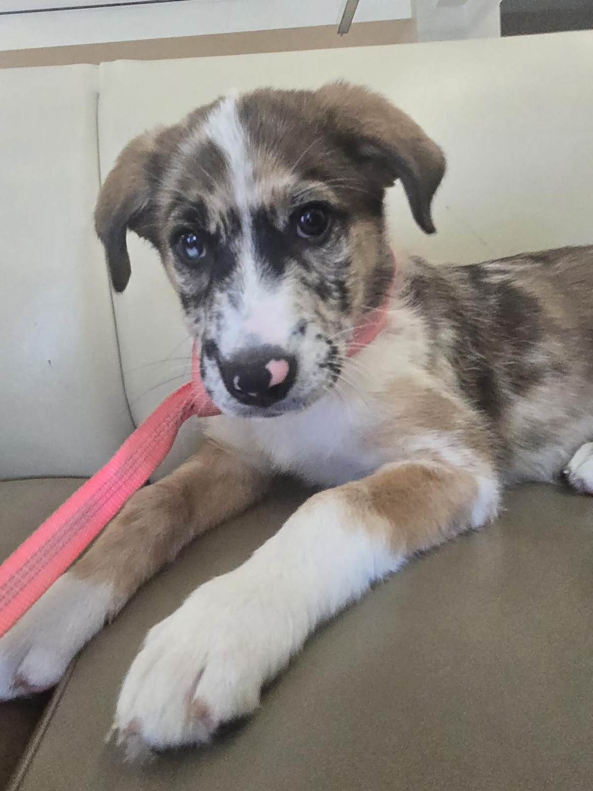 MARLEY - Australian Cattle Dog available for adoption