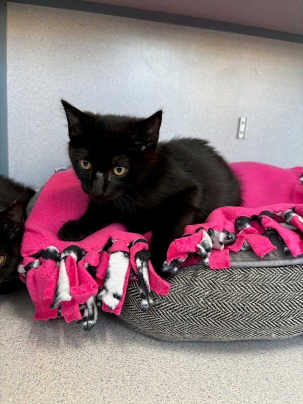 CILANTRO (BONDED WITH TAJIN) - Domestic Shorthair available for adoption