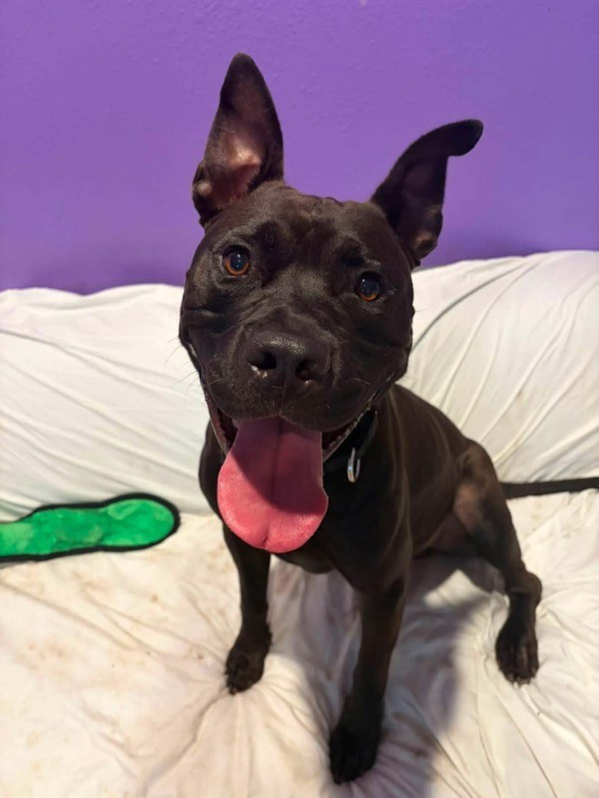 TINTIN - American Pit Bull Terrier available for adoption