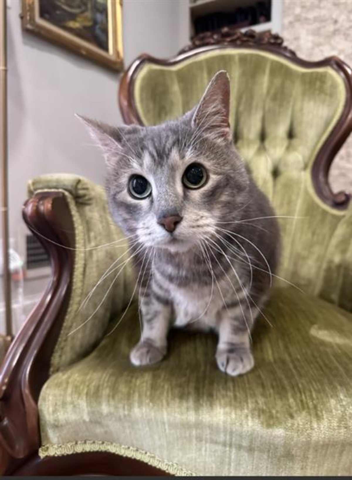 LEVI - Domestic Shorthair available for adoption