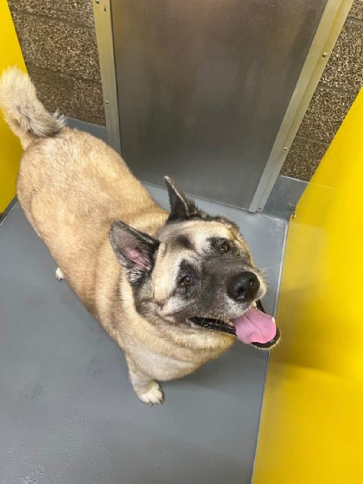 BLUE - Akita available for adoption