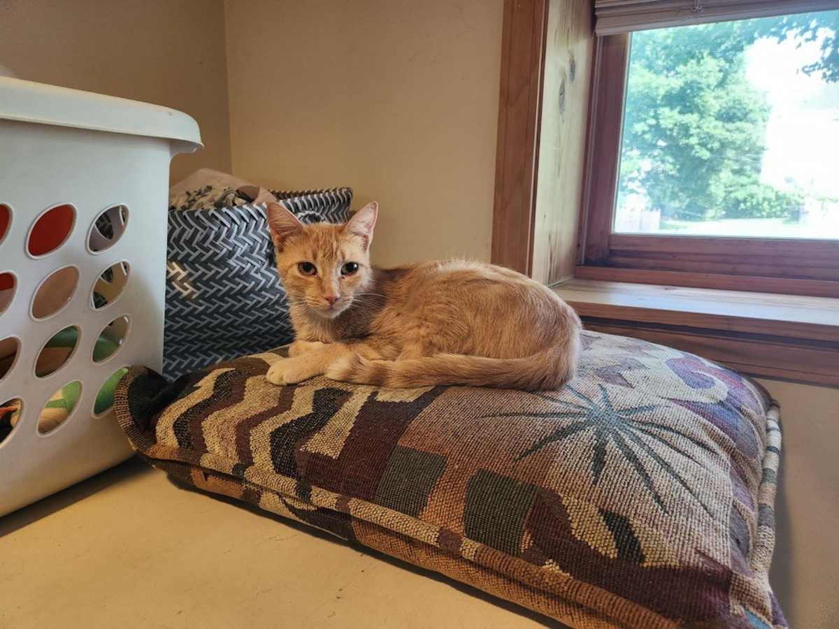KELLY - Domestic Shorthair for adoption in Naperville