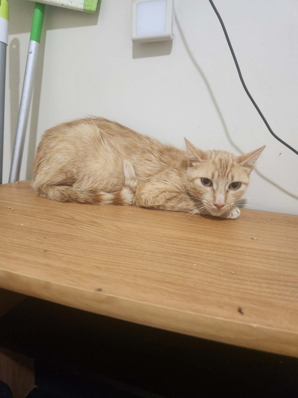 KELLY - Domestic Shorthair available for adoption