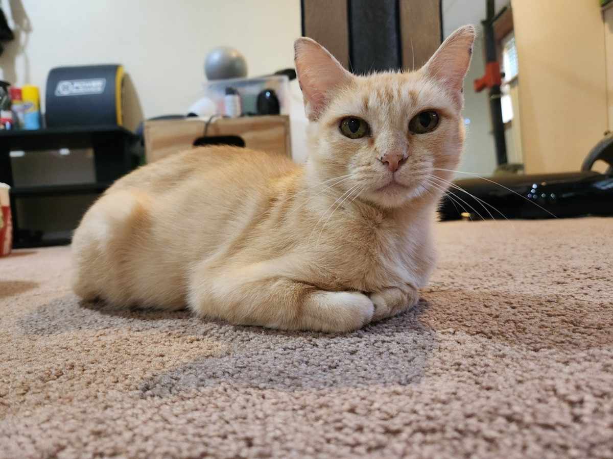 LAUREN - Domestic Shorthair for adoption in Naperville
