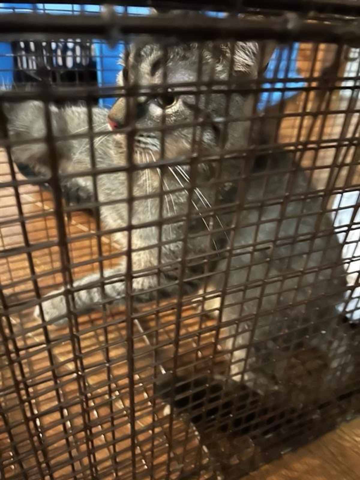 DAISY - Domestic Shorthair available for adoption