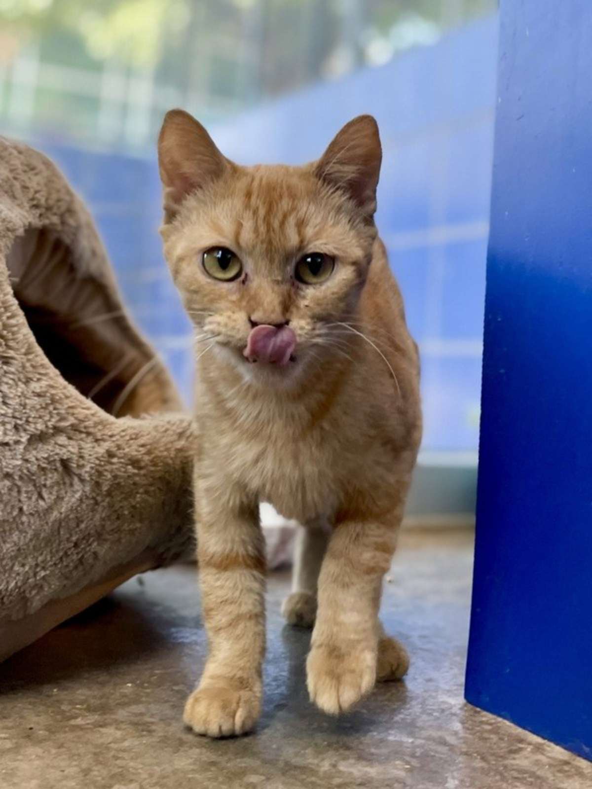 BLANCA - Domestic Shorthair available for adoption
