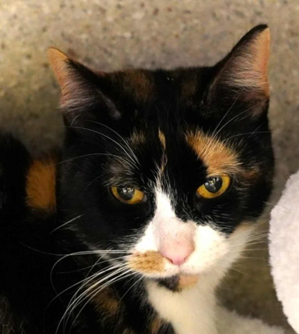 TINY GIRL - Domestic Shorthair available for adoption