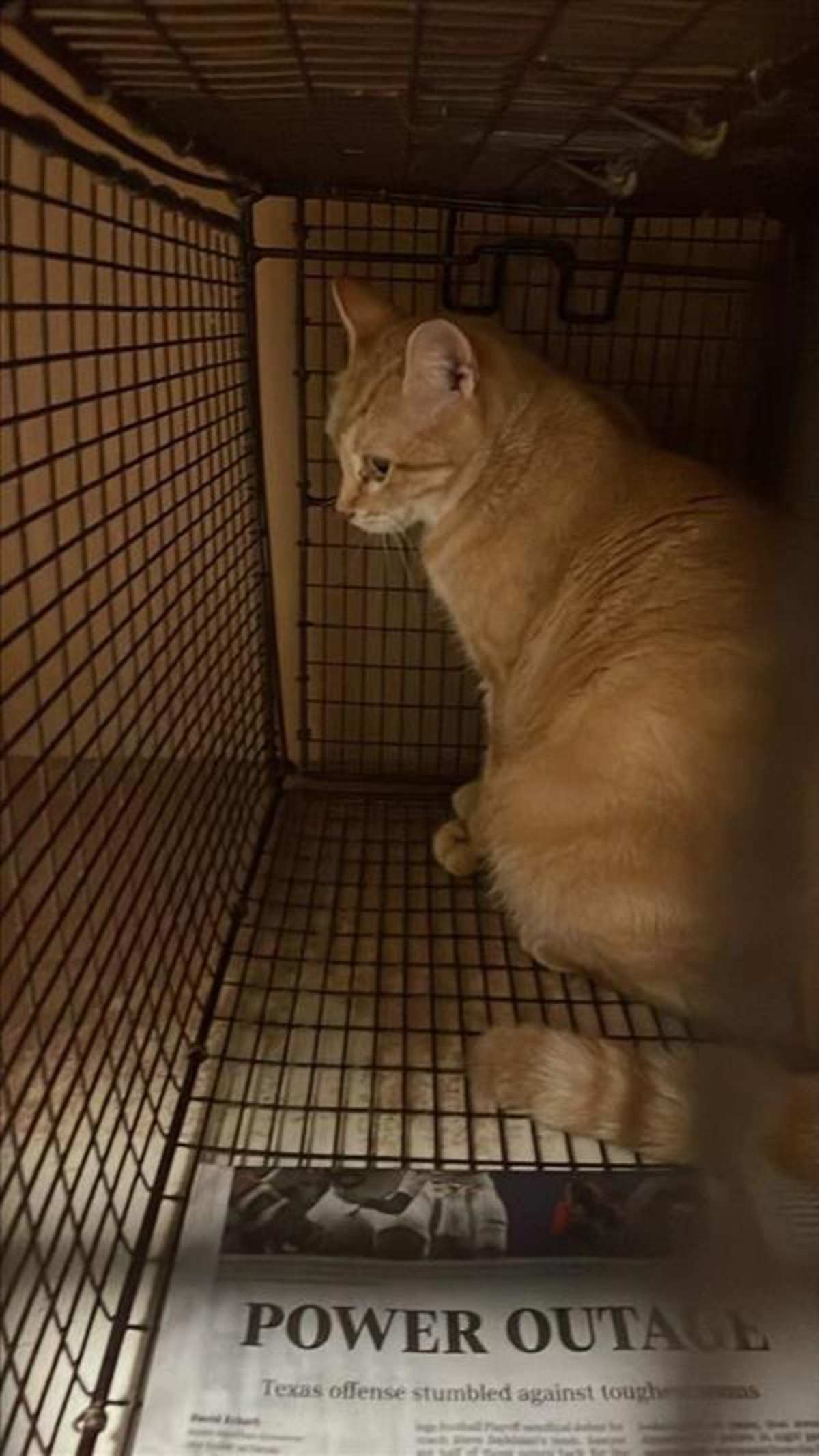 MARIA - Domestic Shorthair available for adoption