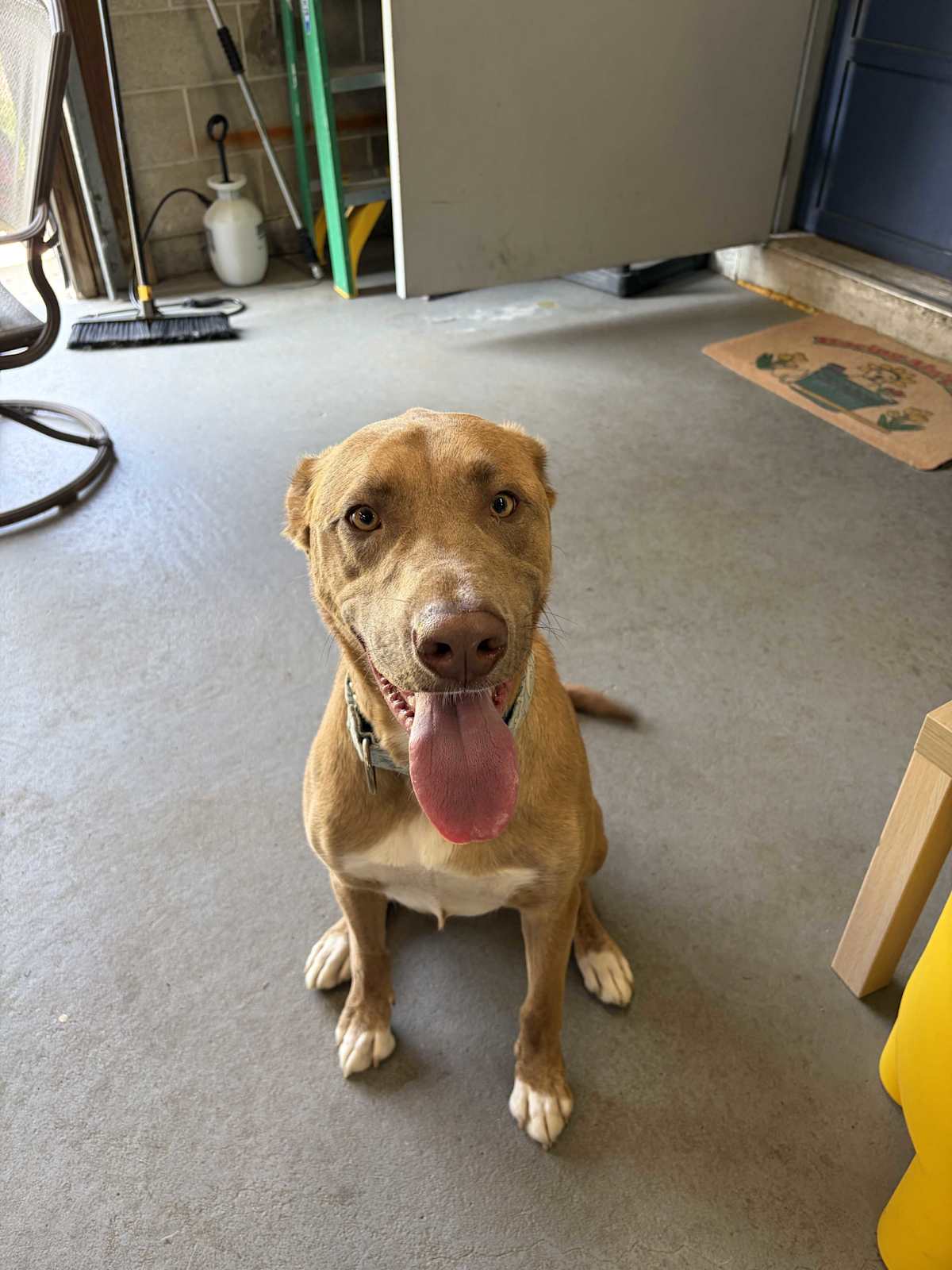 PARKER - Great Dane / Labrador Retriever available for adoption