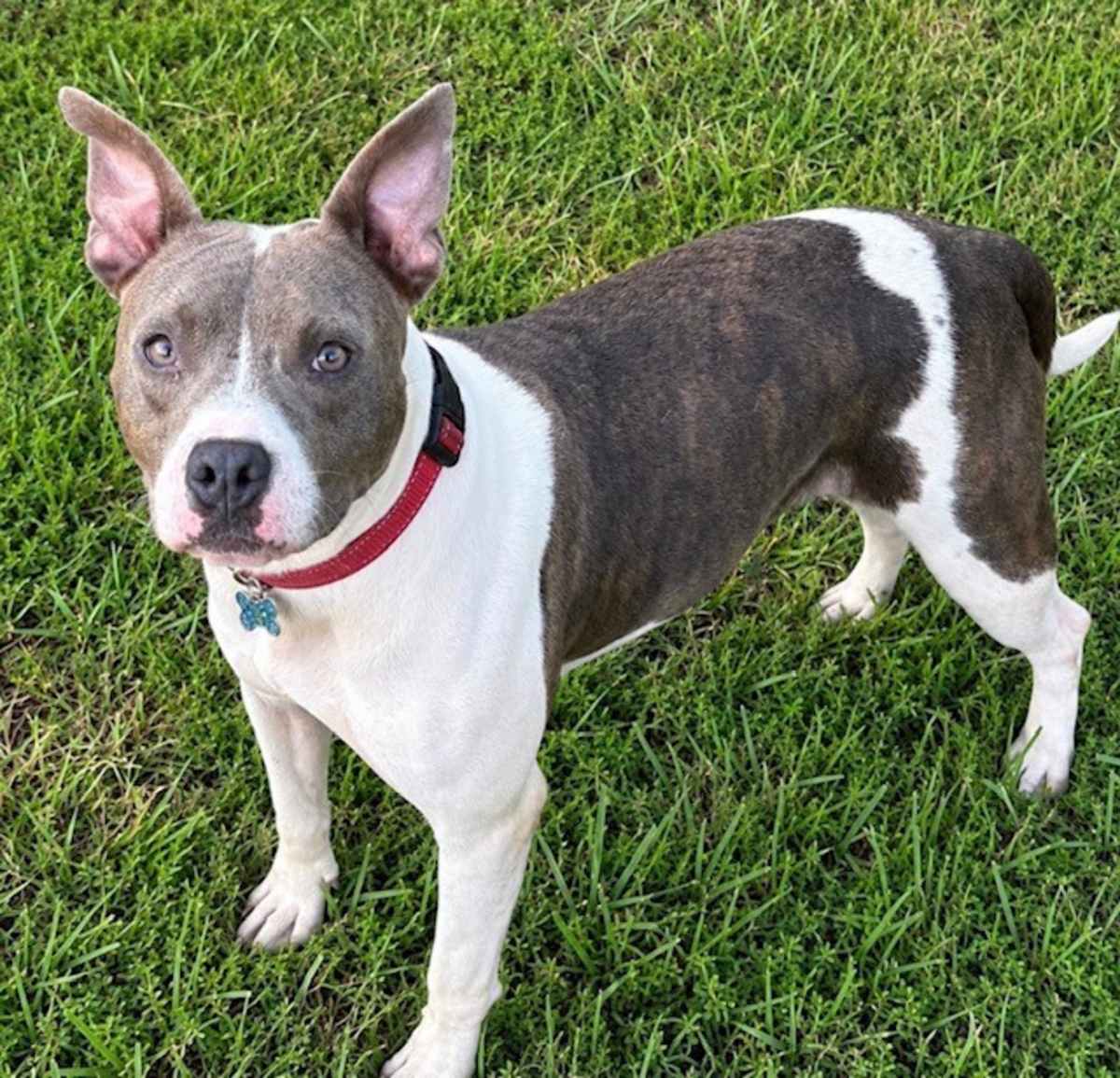 TISH~MEET ME! - American Pit Bull Terrier for adoption in New Haven