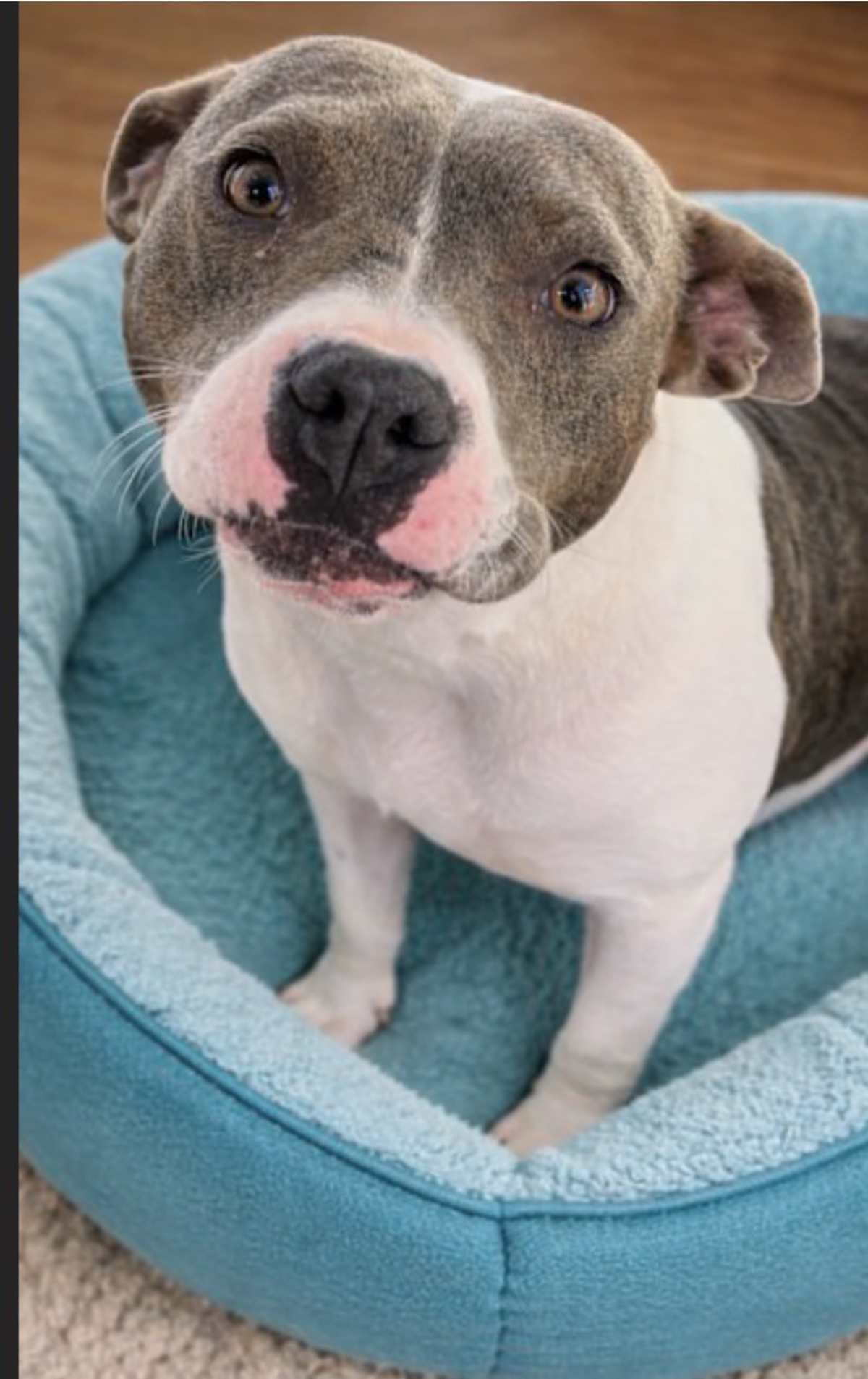 TISH~MEET ME! - American Pit Bull Terrier available for adoption