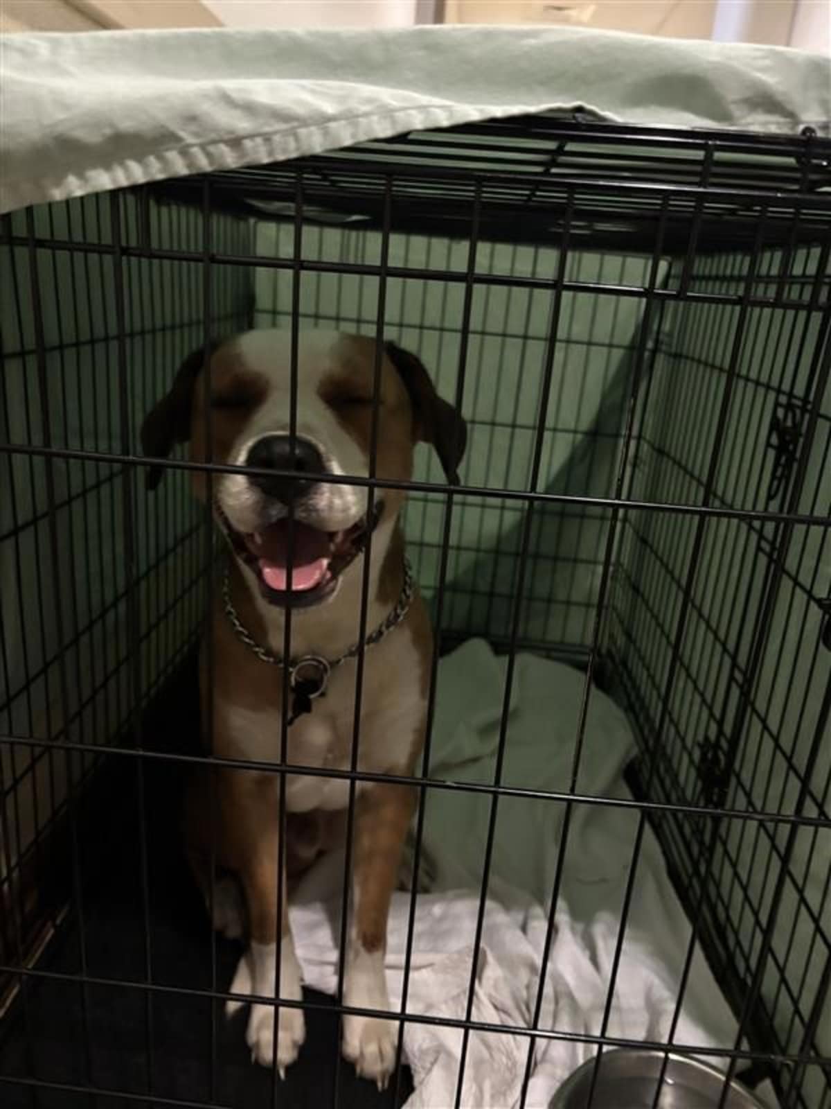 ABE - American Pit Bull Terrier available for adoption