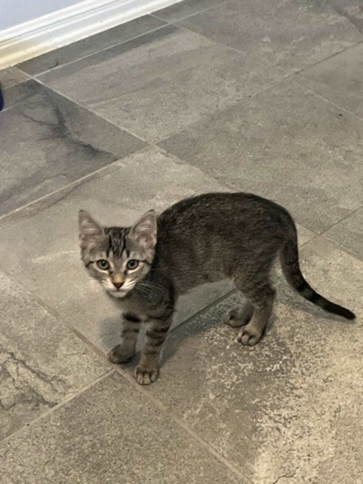 ATHENA - Domestic Shorthair available for adoption