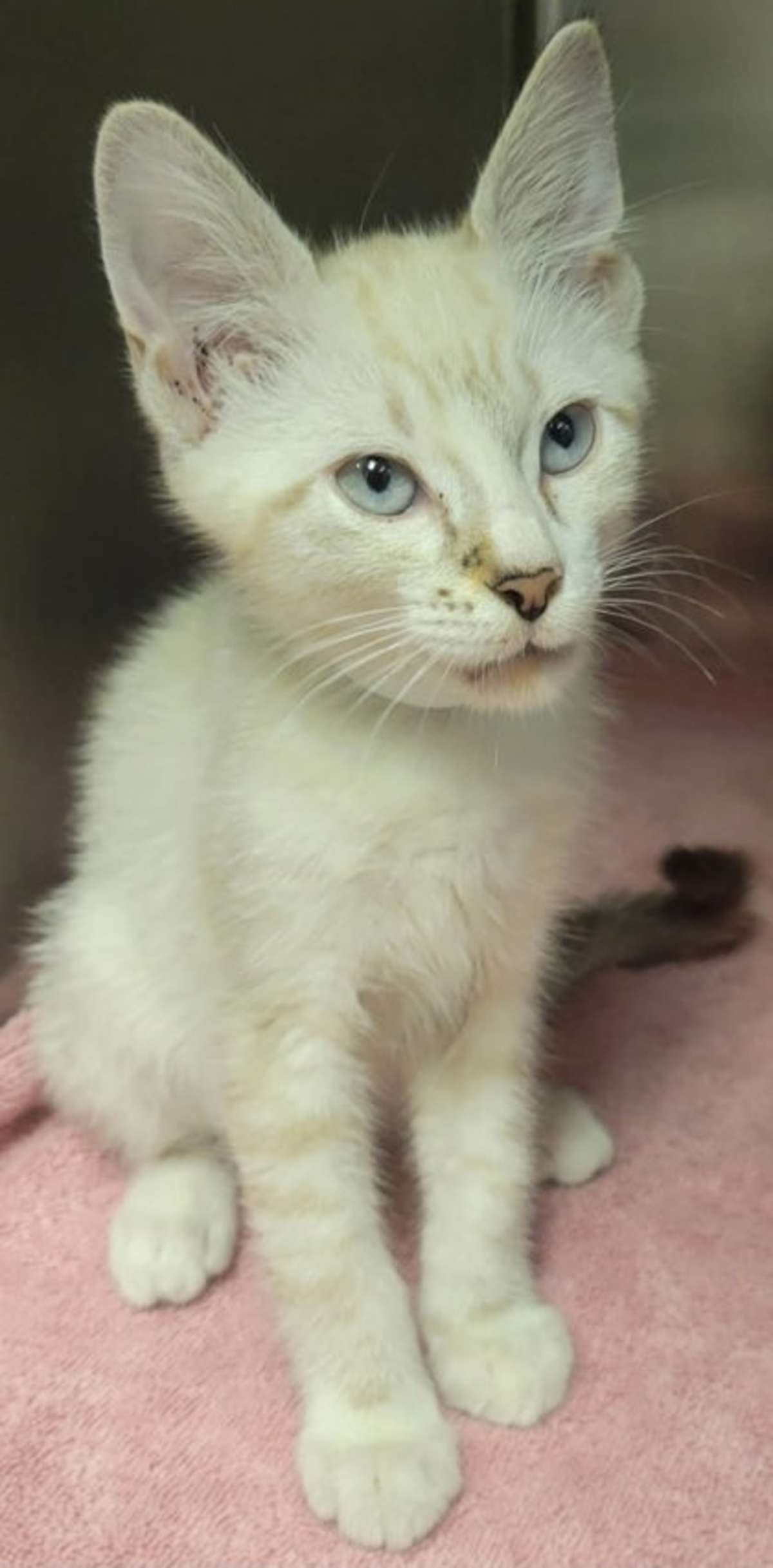 BOOGIE - Siamese available for adoption