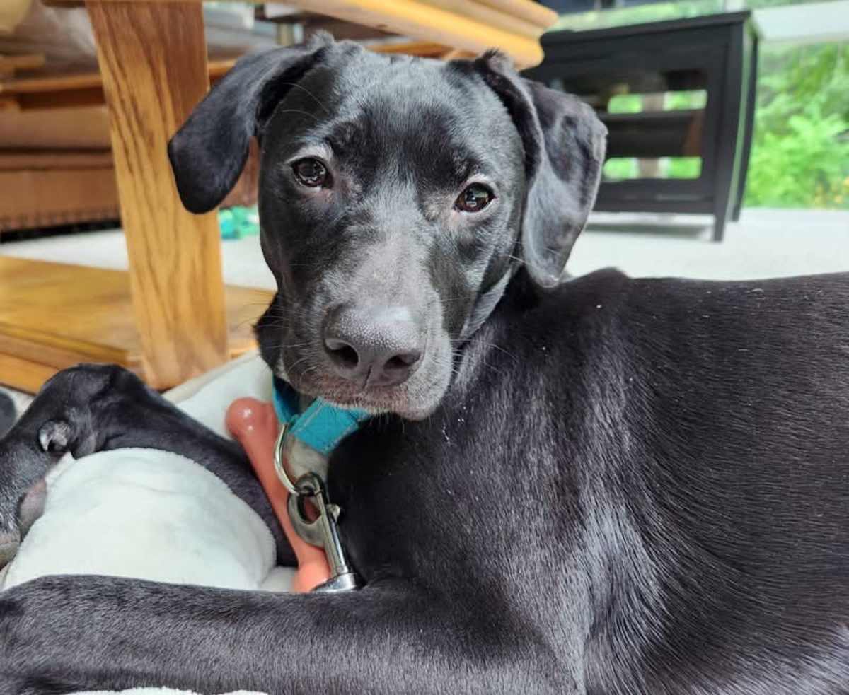 KOOKY ~ MEET ME! - Australian Cattle Dog / Labrador Retriever available for adoption
