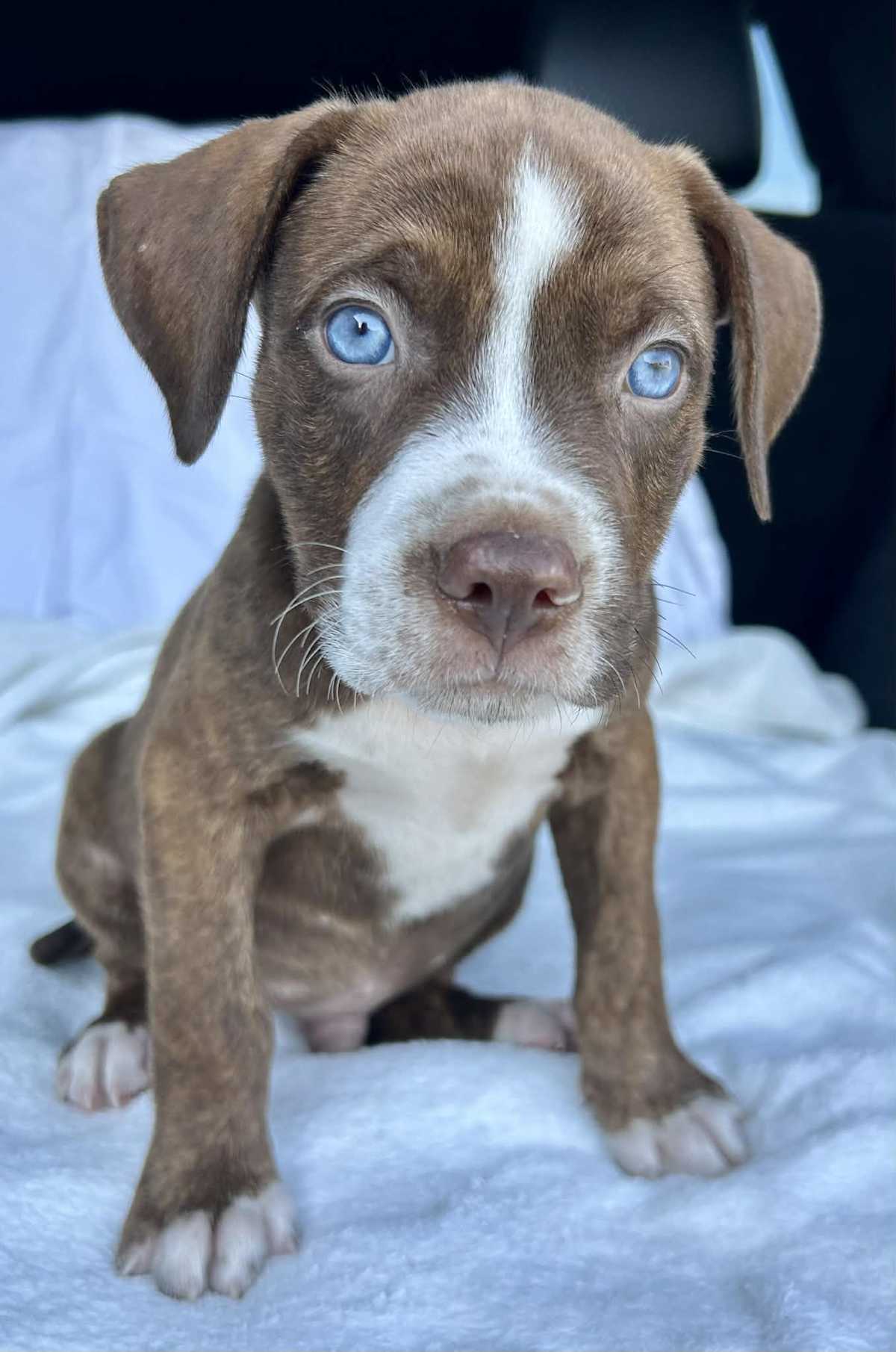 GLACIER~ADOPTED!
