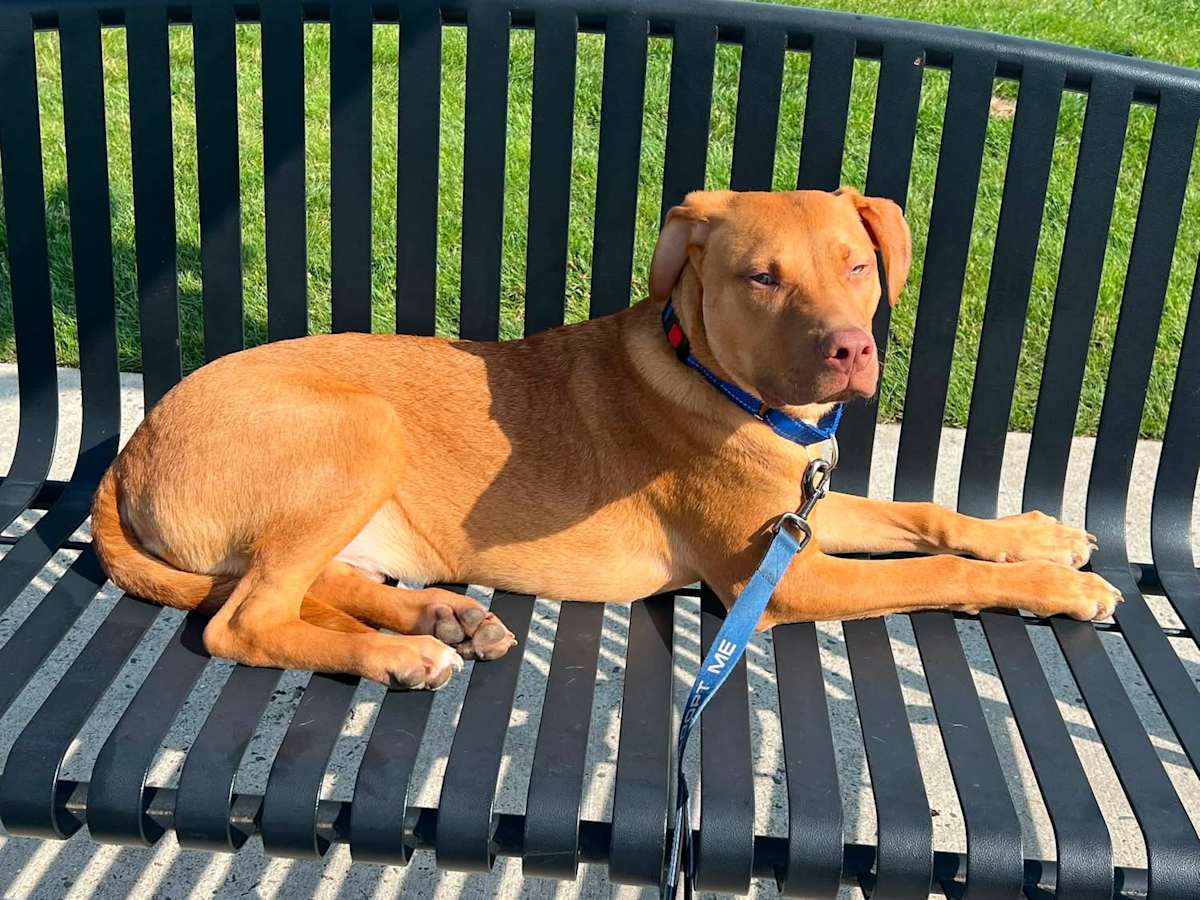 CHEETO ~ MEET ME! - Labrador Retriever / Boxer available for adoption