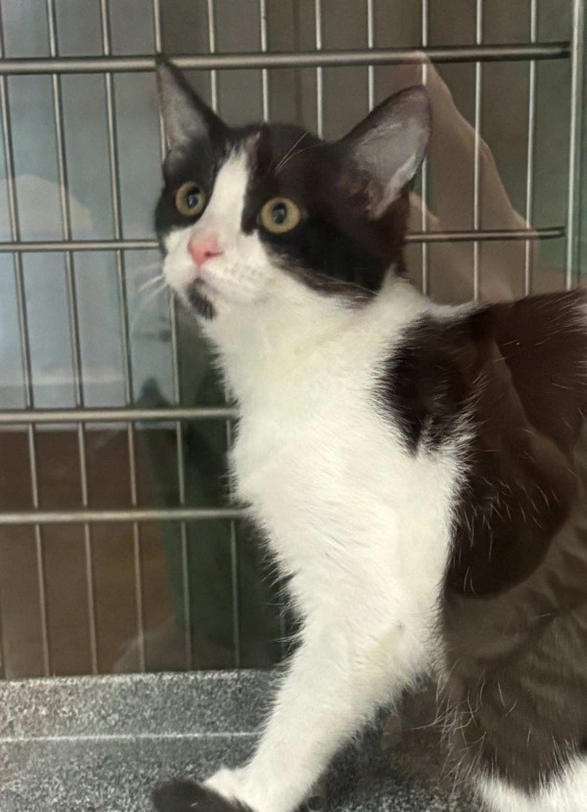 HOLLY - Domestic Mediumhair available for adoption
