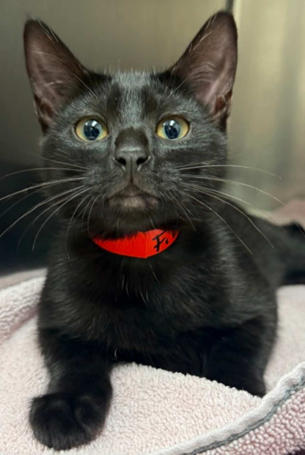 FIVE - Domestic Shorthair available for adoption