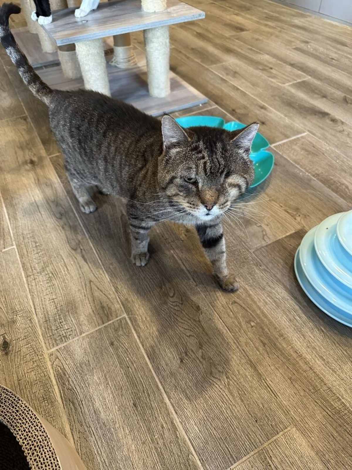 GLANCE - Domestic Shorthair for adoption in Naperville