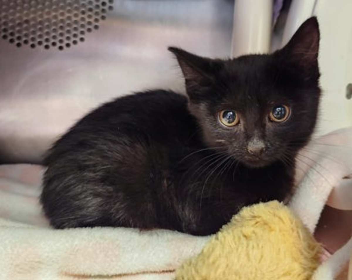 FIDDLE - Domestic Mediumhair available for adoption