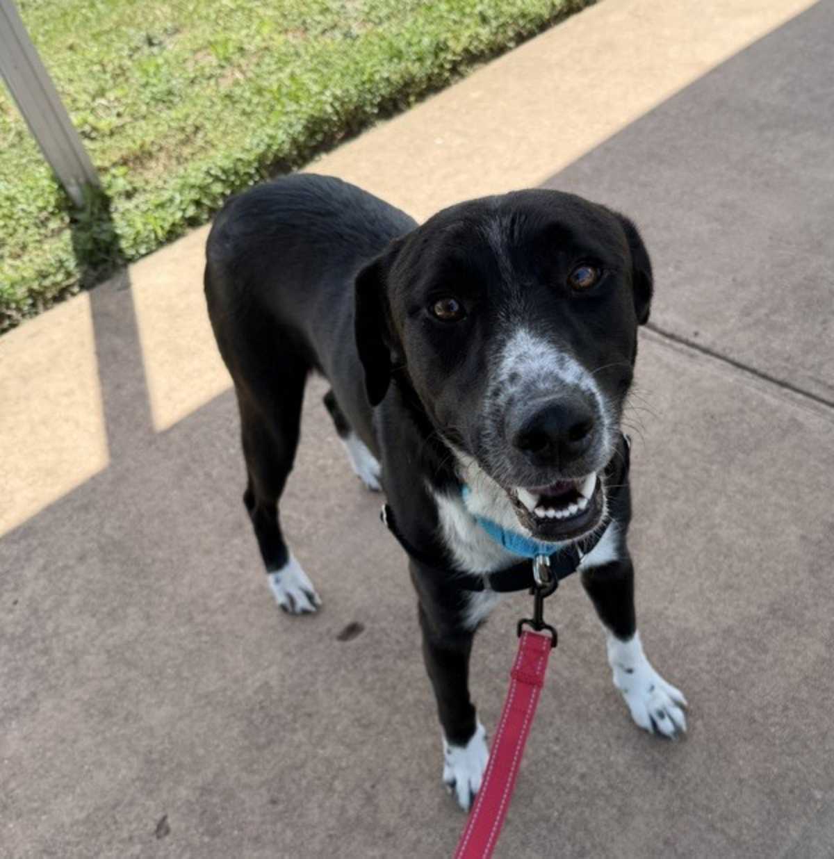 AXE - Border Collie / Labrador Retriever available for adoption
