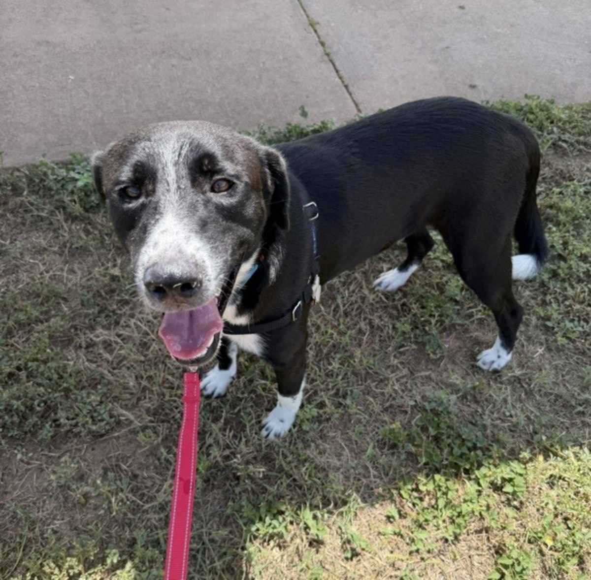 AXE - Border Collie / Labrador Retriever available for adoption