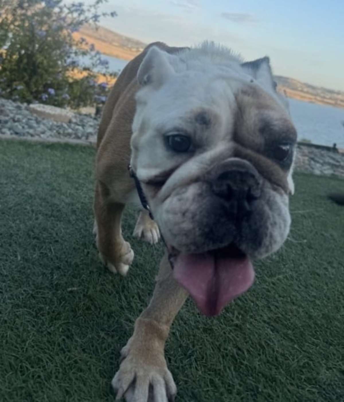 PEARL - English Bulldog available for adoption