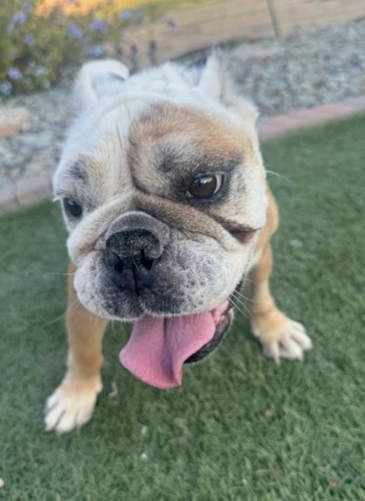 PEARL - English Bulldog available for adoption