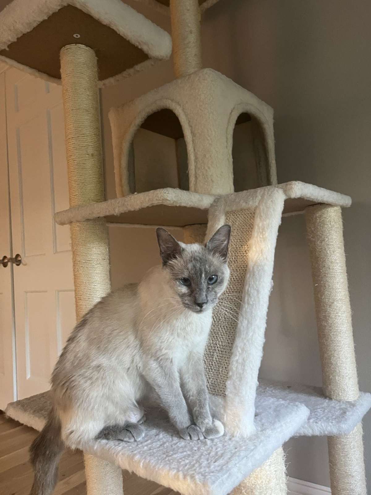 DARLA - Siamese for adoption in Naperville