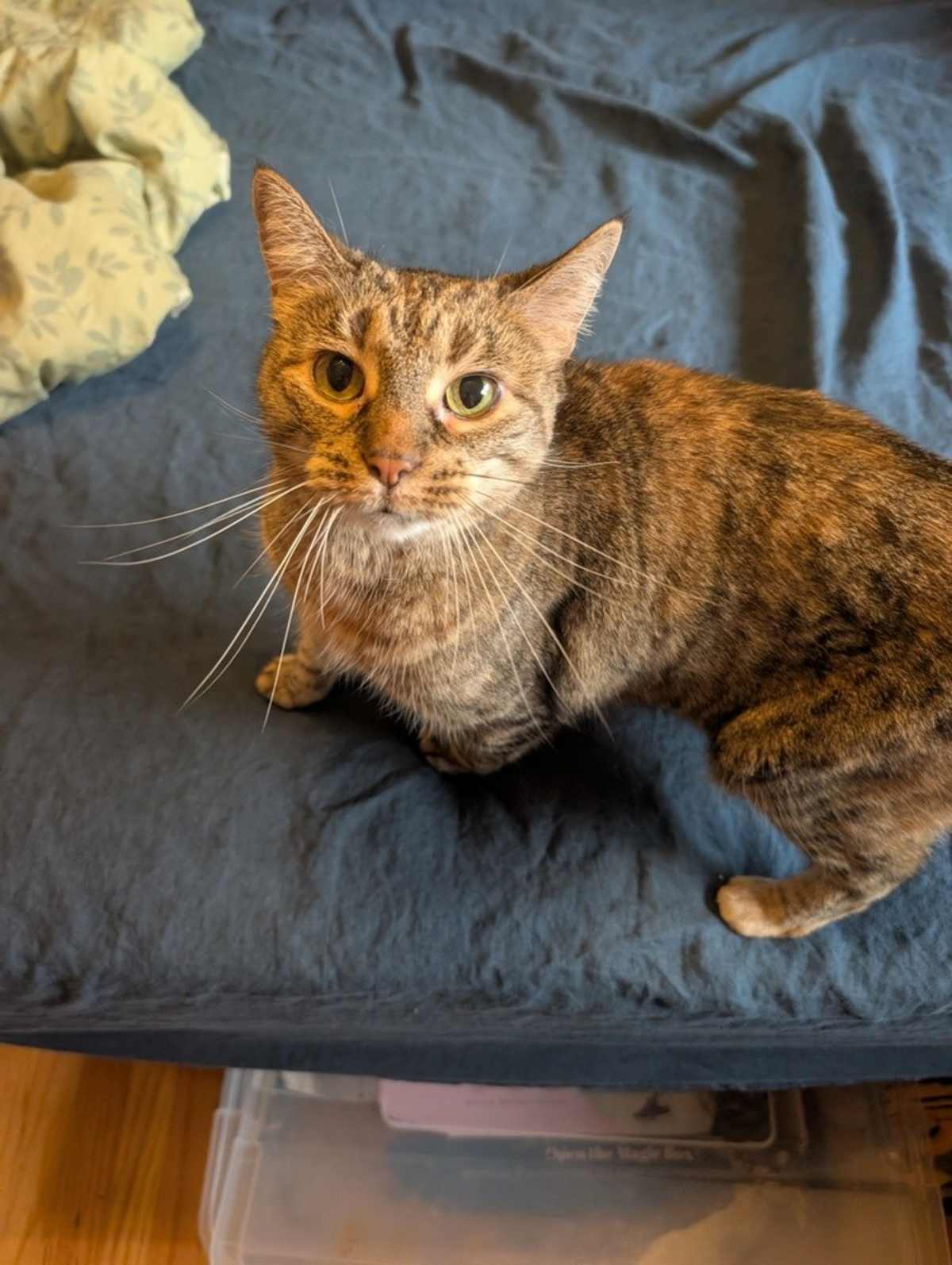 TIKA - Domestic Shorthair for adoption in Naperville