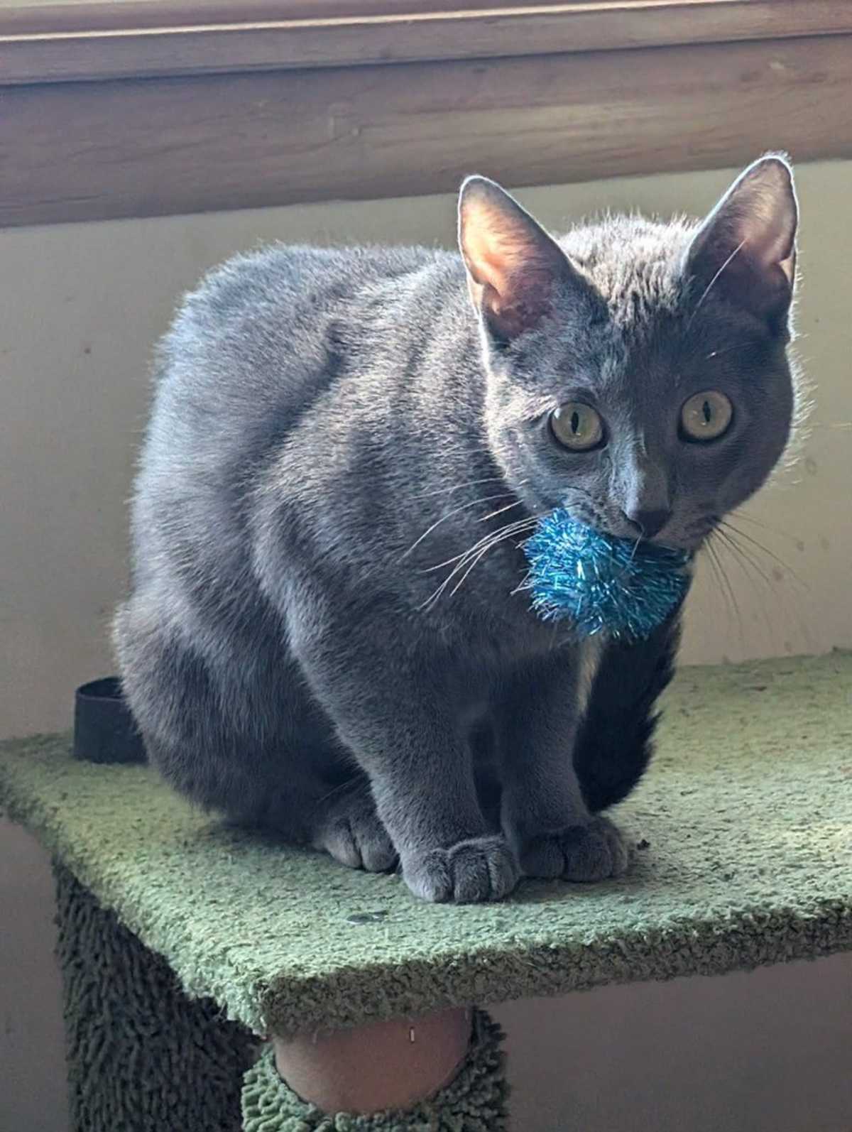 SCHNITZEL - Domestic Shorthair for adoption in Naperville