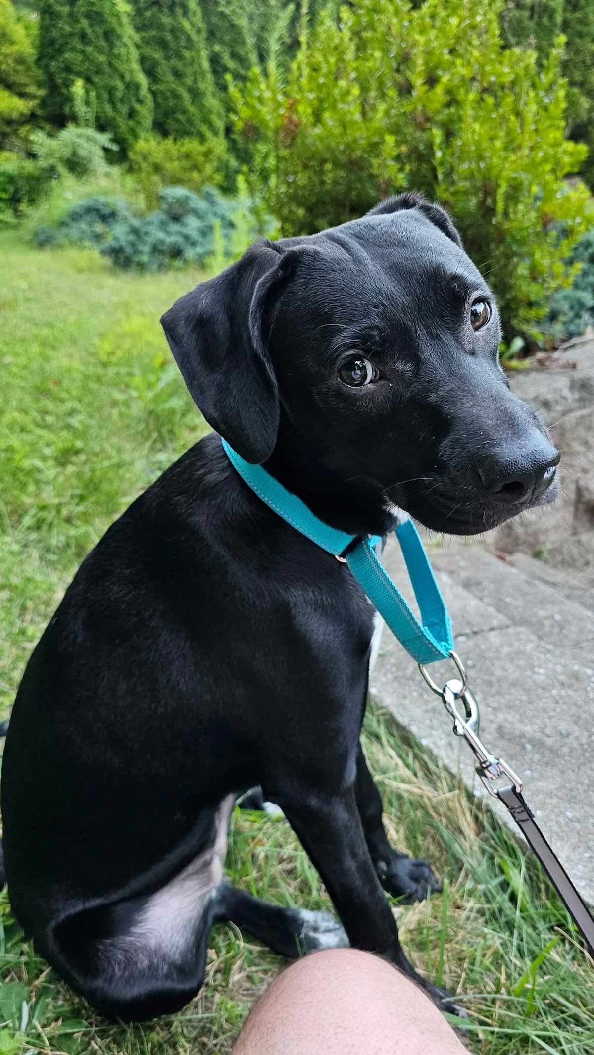 KOOKY ~ MEET ME! - Australian Cattle Dog / Labrador Retriever available for adoption