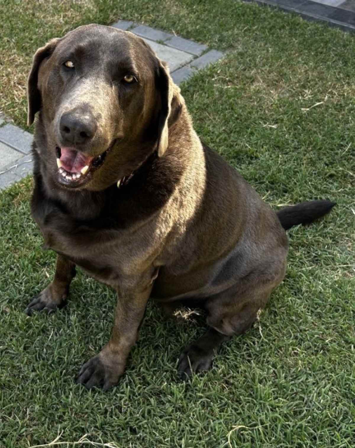 COCO CHANEL - Labrador Retriever available for adoption