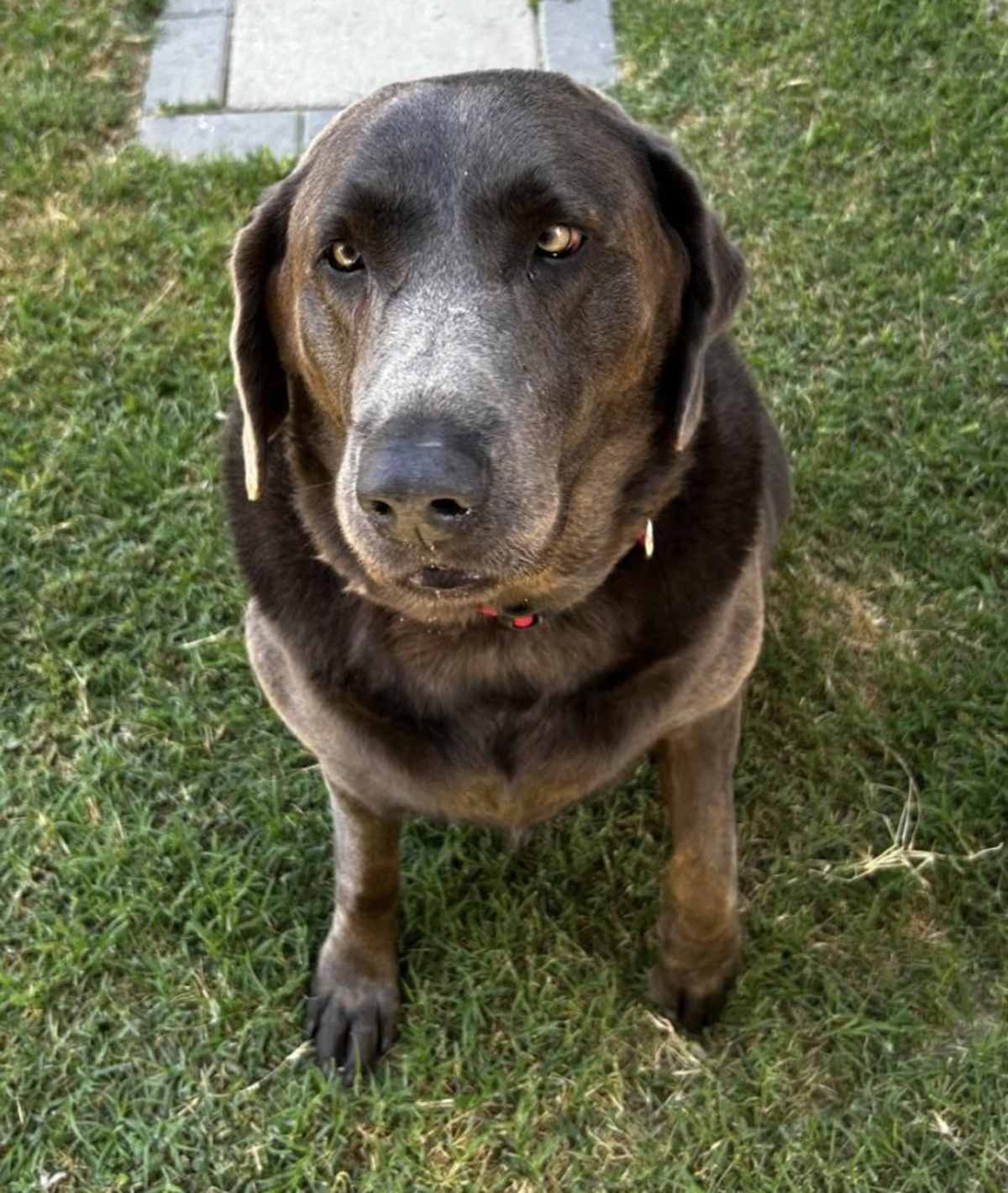 COCO CHANEL - Labrador Retriever available for adoption