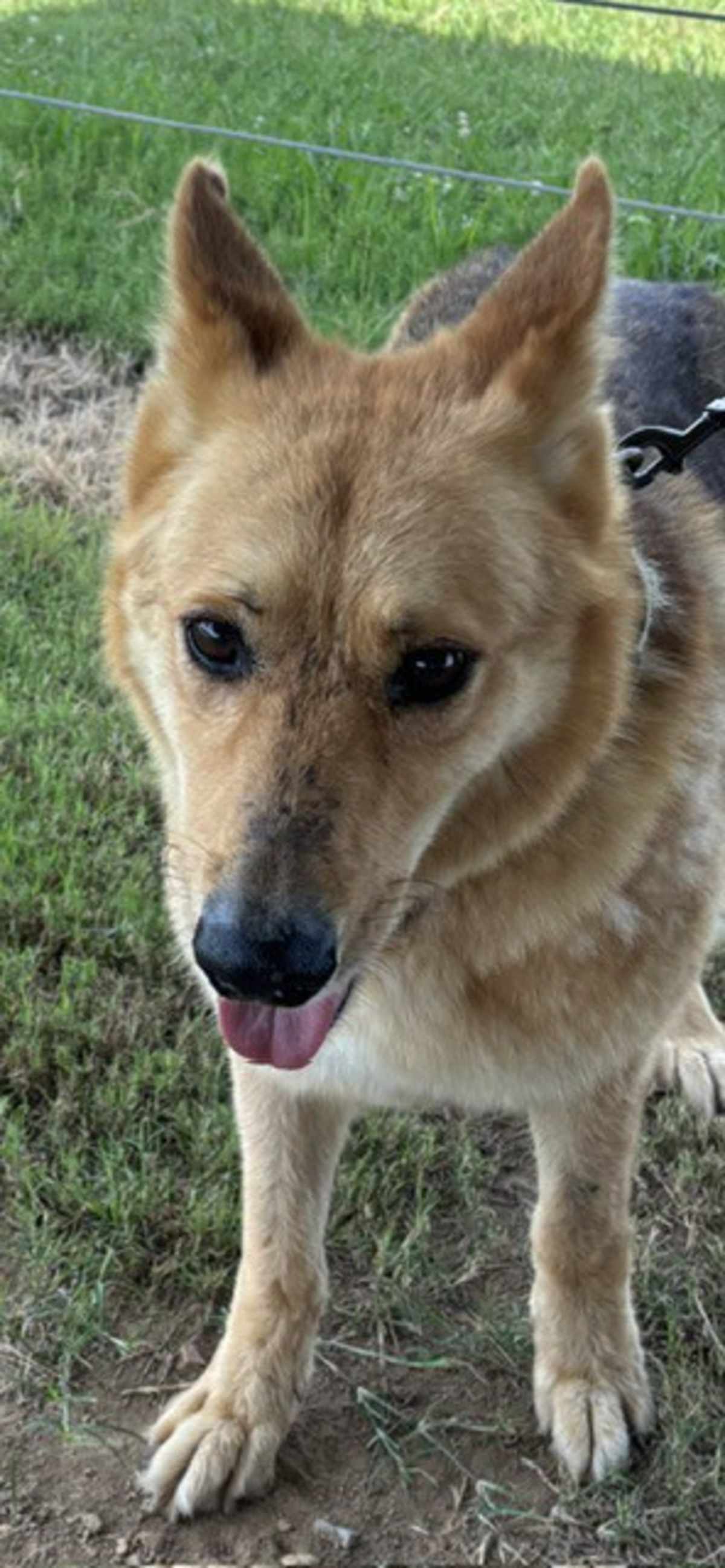 ROCK - German Shepherd Dog / Collie available for adoption