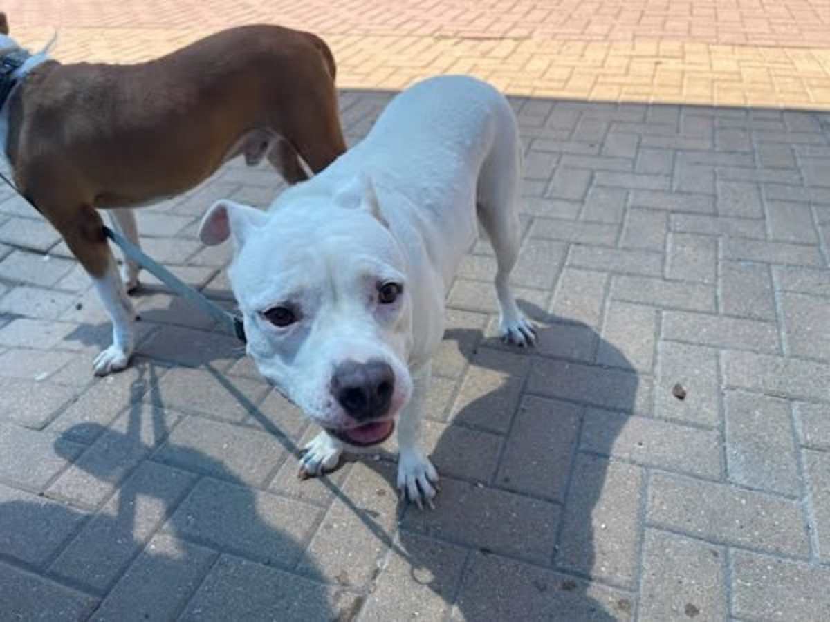 SNUFFIE - American Pit Bull Terrier available for adoption