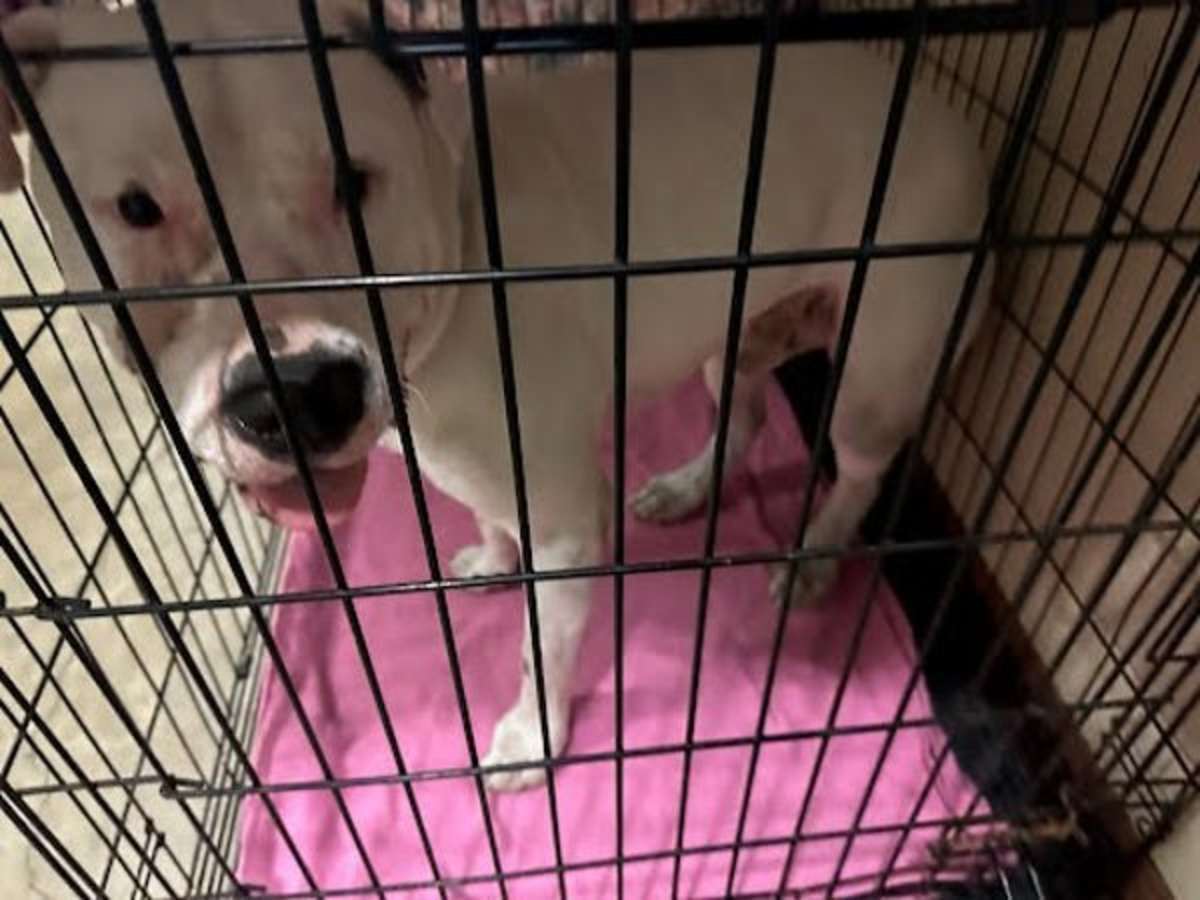 GHOSTBUSTER - American Staffordshire Terrier available for adoption