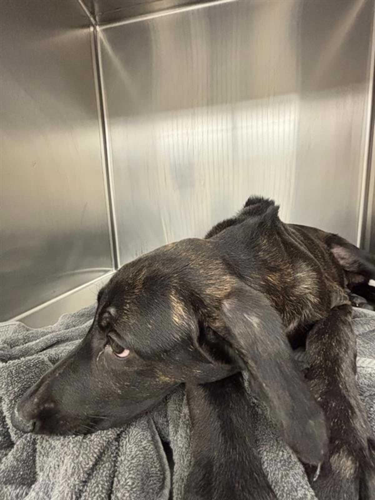 PICKLES - Plott Hound available for adoption