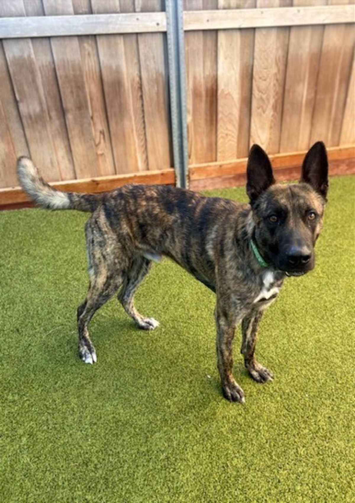 GOAT - German Shepherd Dog available for adoption