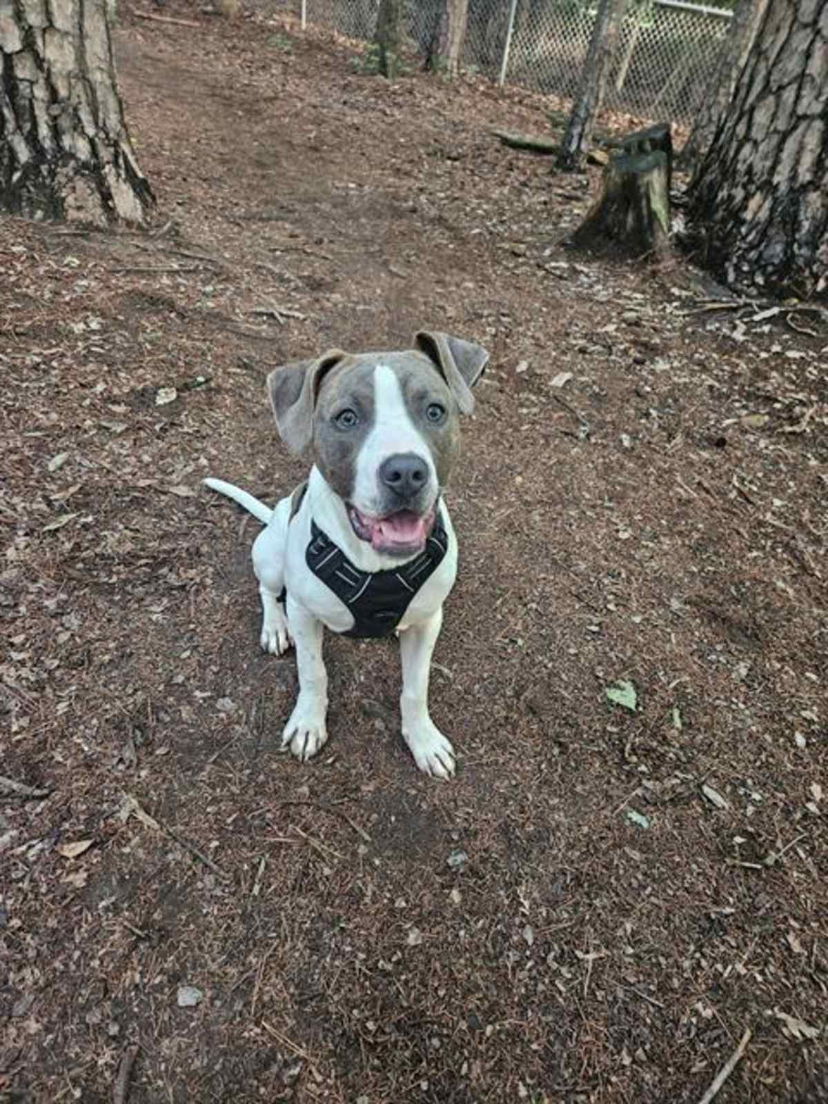 RAMON - American Pit Bull Terrier available for adoption