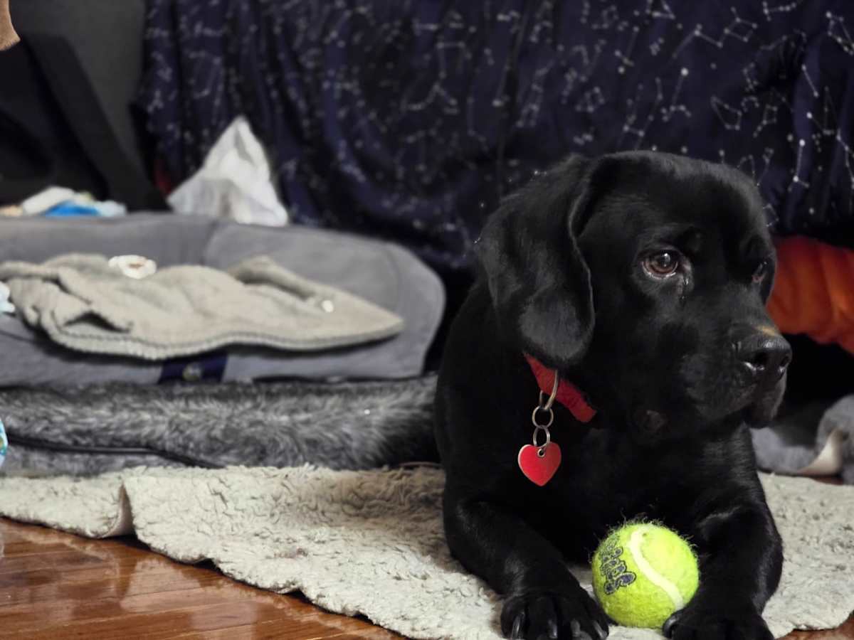 BARNABUS - Cocker Spaniel / Terrier (Unknown Type, Medium) available for adoption